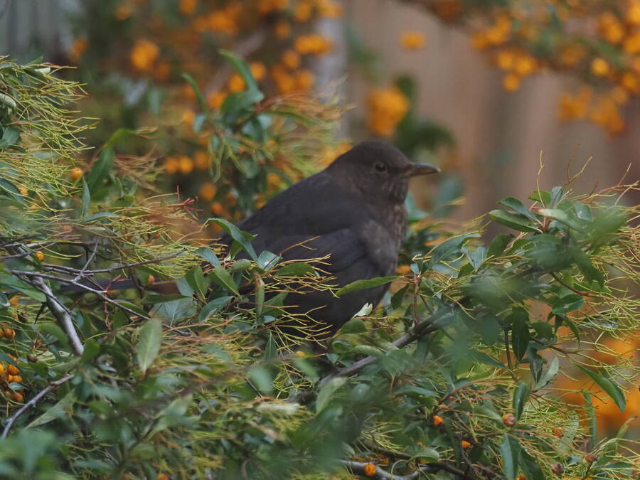 photographer Rosewood  Pix wildlife  photo