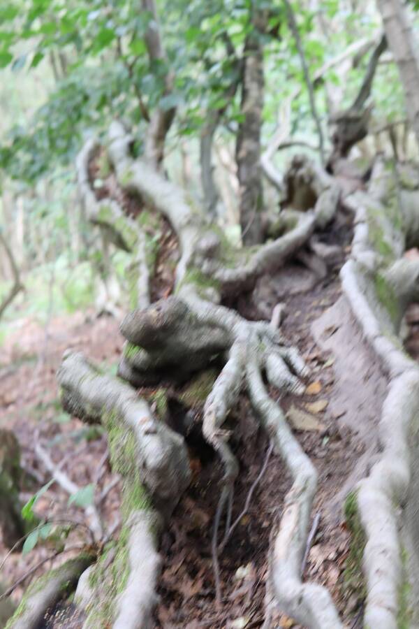 photographer Sussex Amateur uncategorized  photo taken at Buchan Park