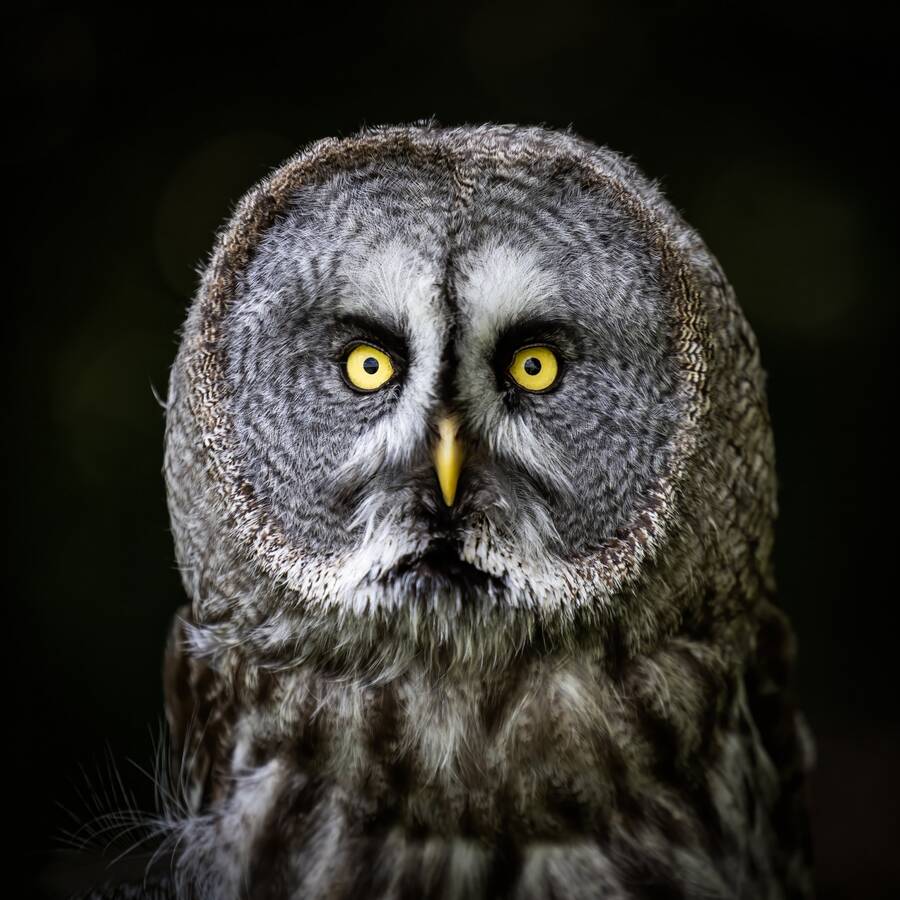 photographer Steve wildlife  photo