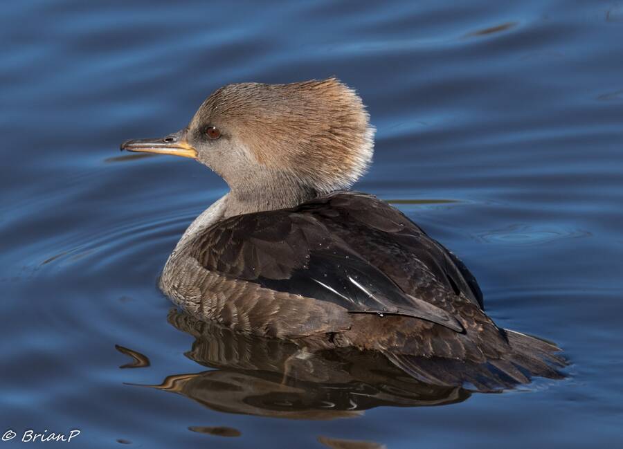 photographer BrianP wildlife  photo