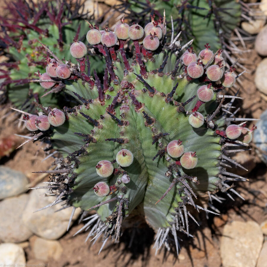 photographer Available Light Photography nature  photo