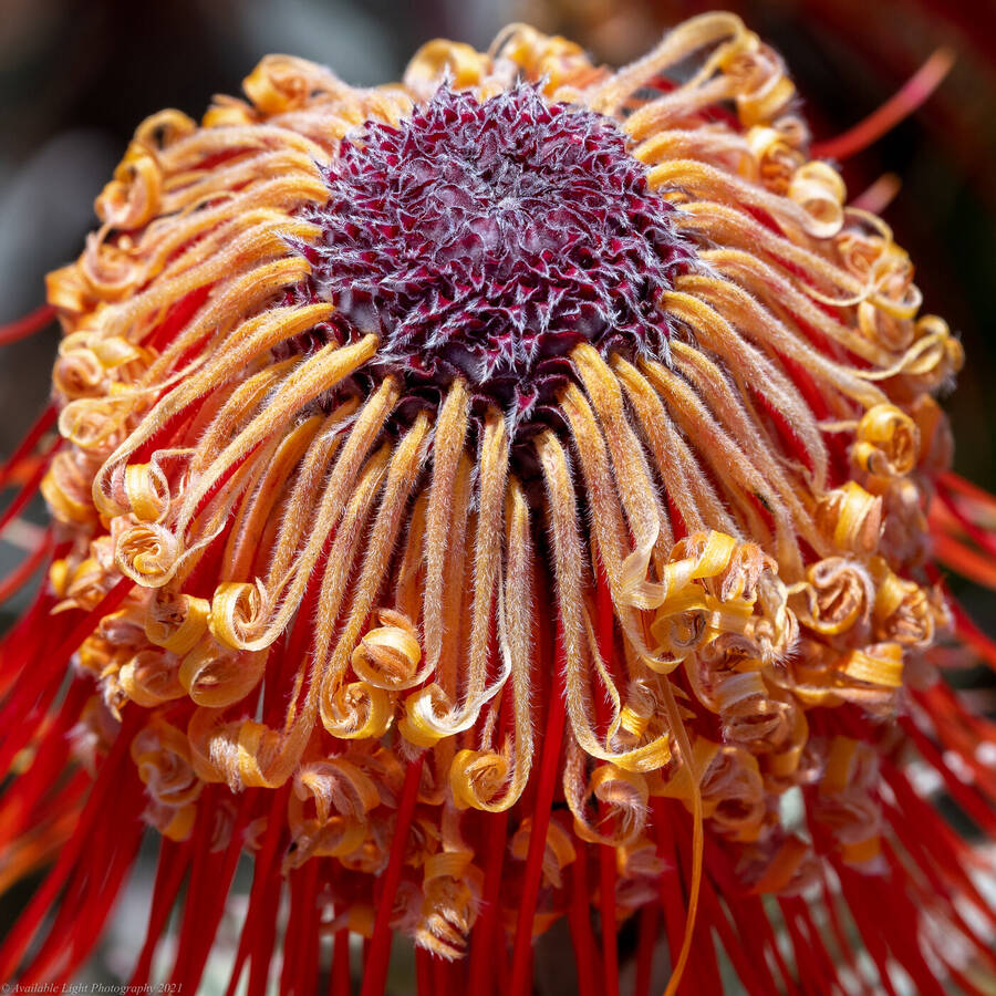 photographer Available Light Photography nature  photo