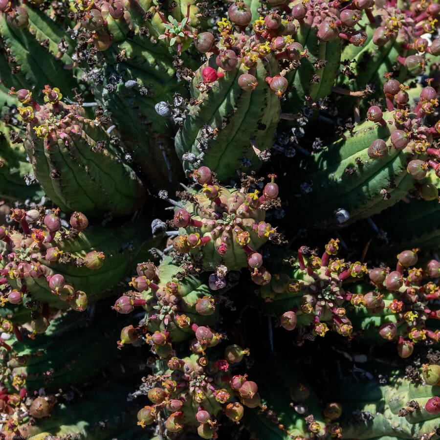 photographer Available Light Photography nature  photo