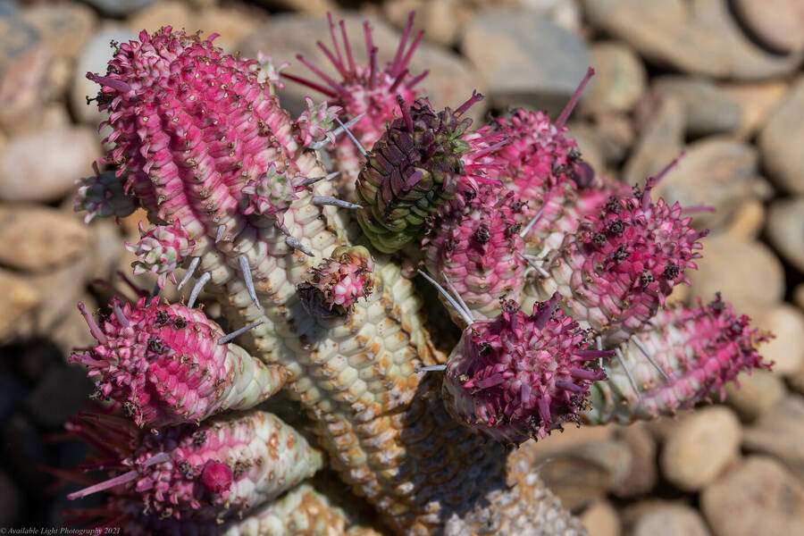 photographer Available Light Photography nature  photo