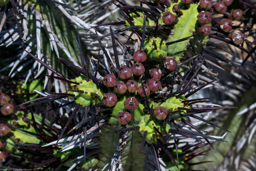 photographer Available Light Photography nature  photo