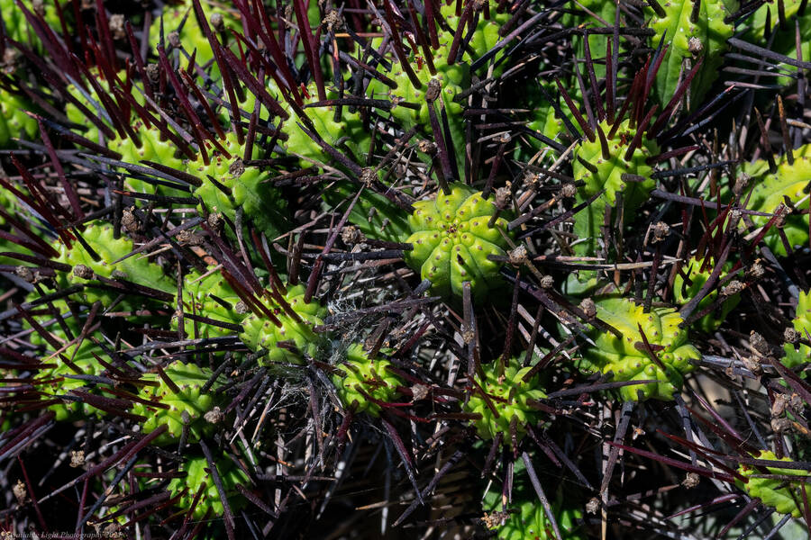 photographer Available Light Photography nature  photo