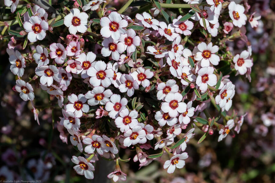 photographer Available Light Photography nature  photo