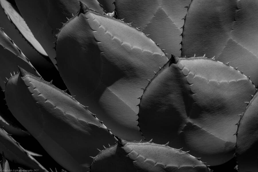 photographer Available Light Photography fine art  photo