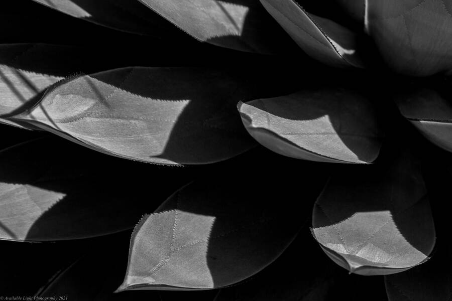 photographer Available Light Photography fine art  photo