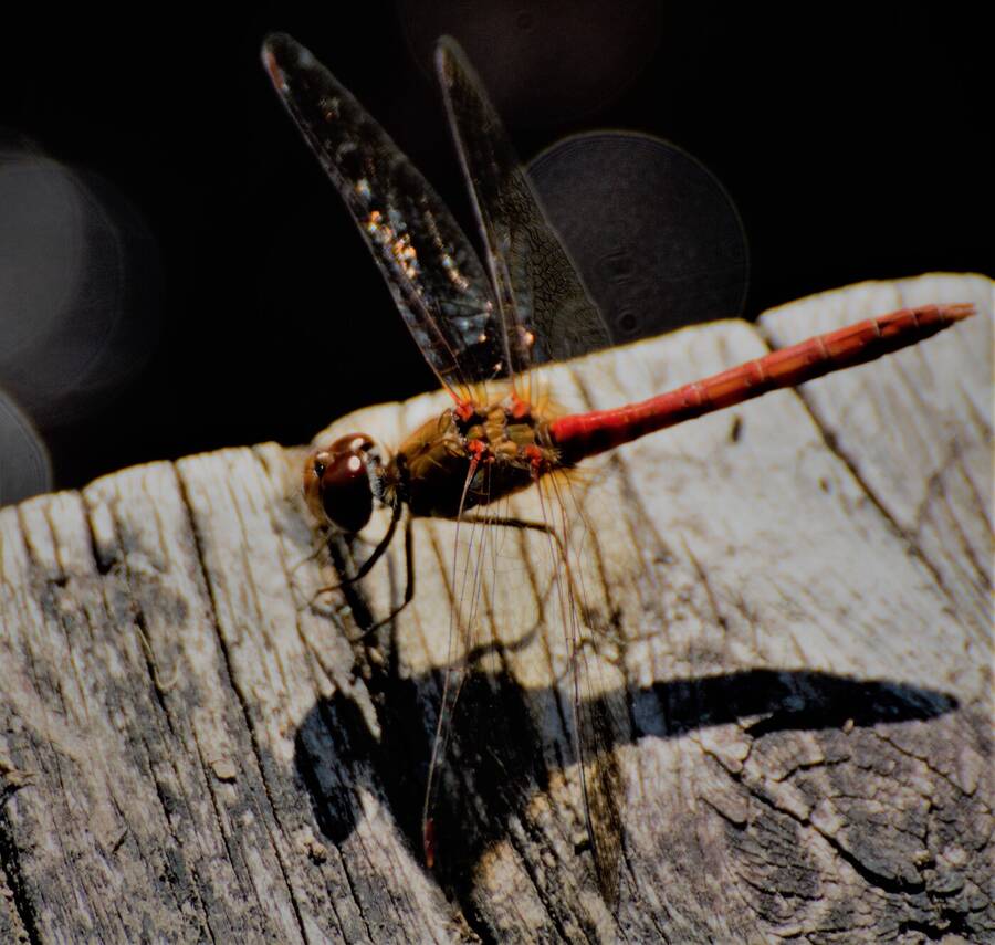 photographer Vertor wildlife  photo taken at Coniston