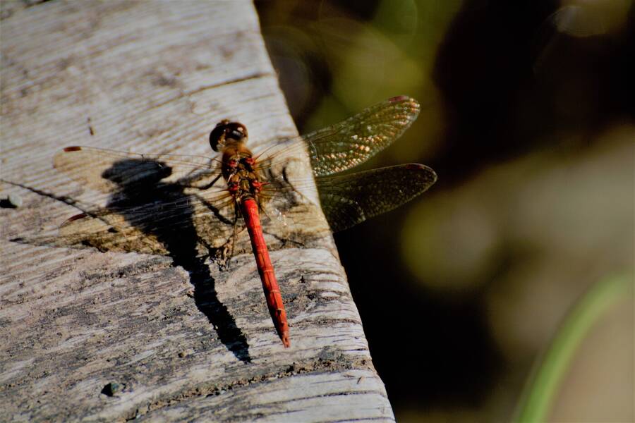 photographer Vertor wildlife  photo taken at Coniston