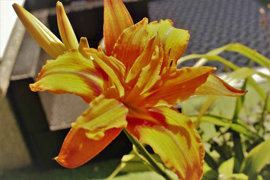 photographer Vertor wildlife  photo