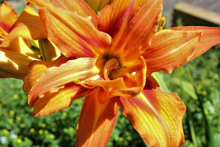 photographer Vertor wildlife  photo