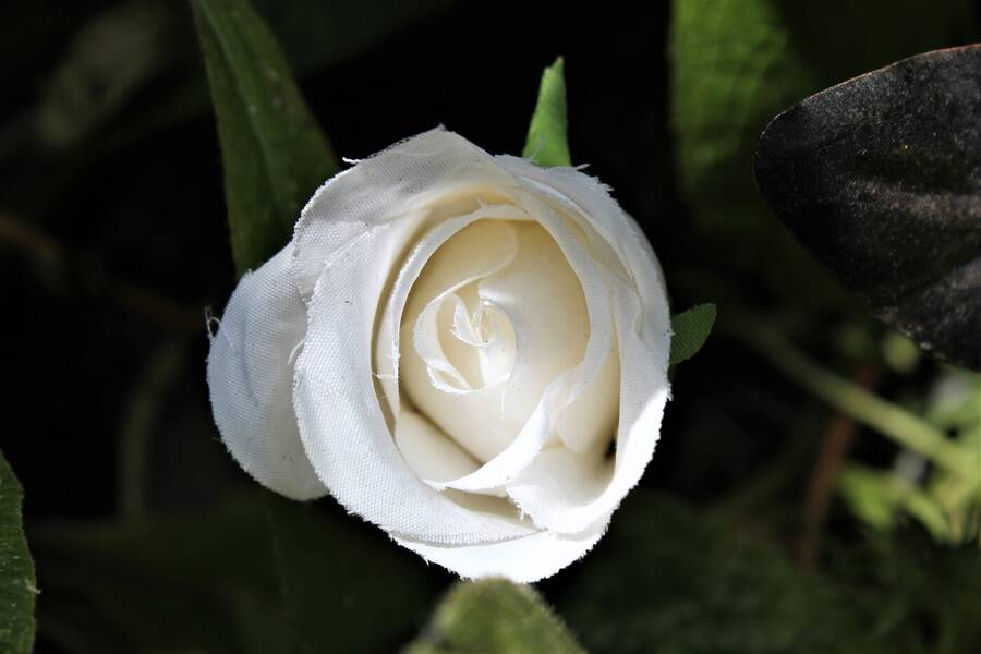 photographer Vertor wildlife  photo