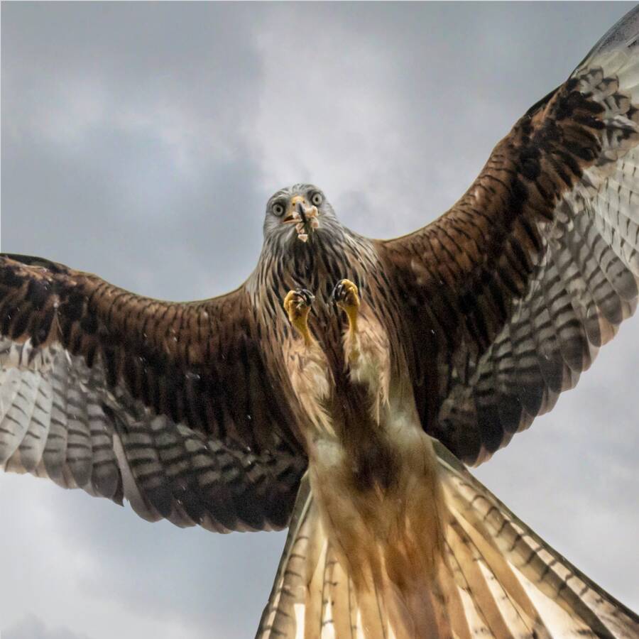 photographer The Opportunist wildlife  photo