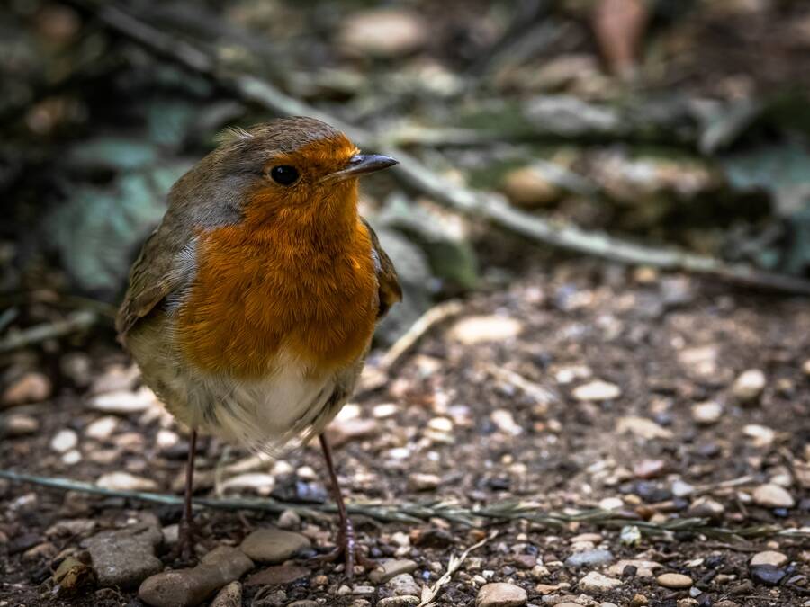 photographer Steve wildlife  photo