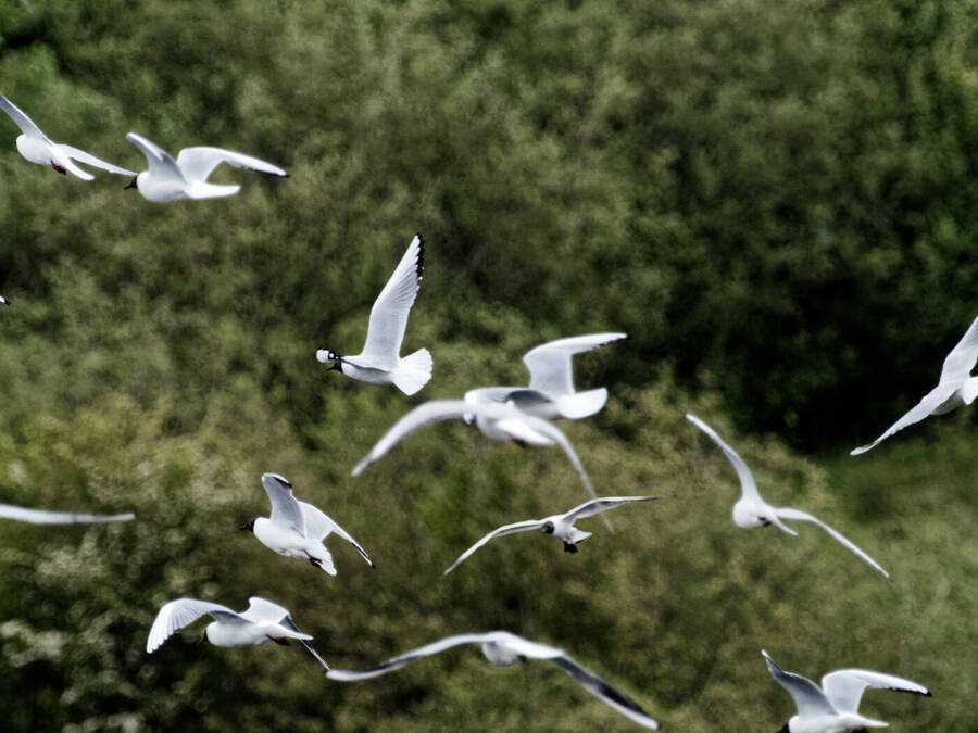 photographer Nomad wildlife  photo taken at College lake