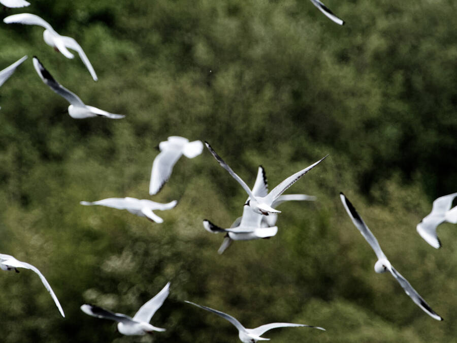 photographer Nomad wildlife  photo taken at College lake