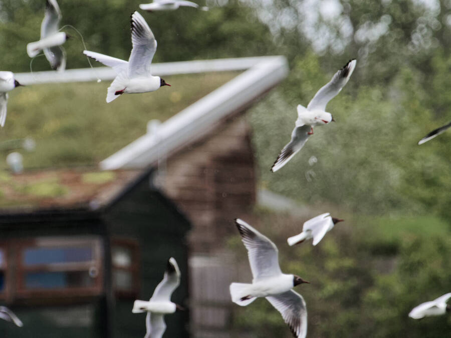 photographer Nomad wildlife  photo taken at College lake