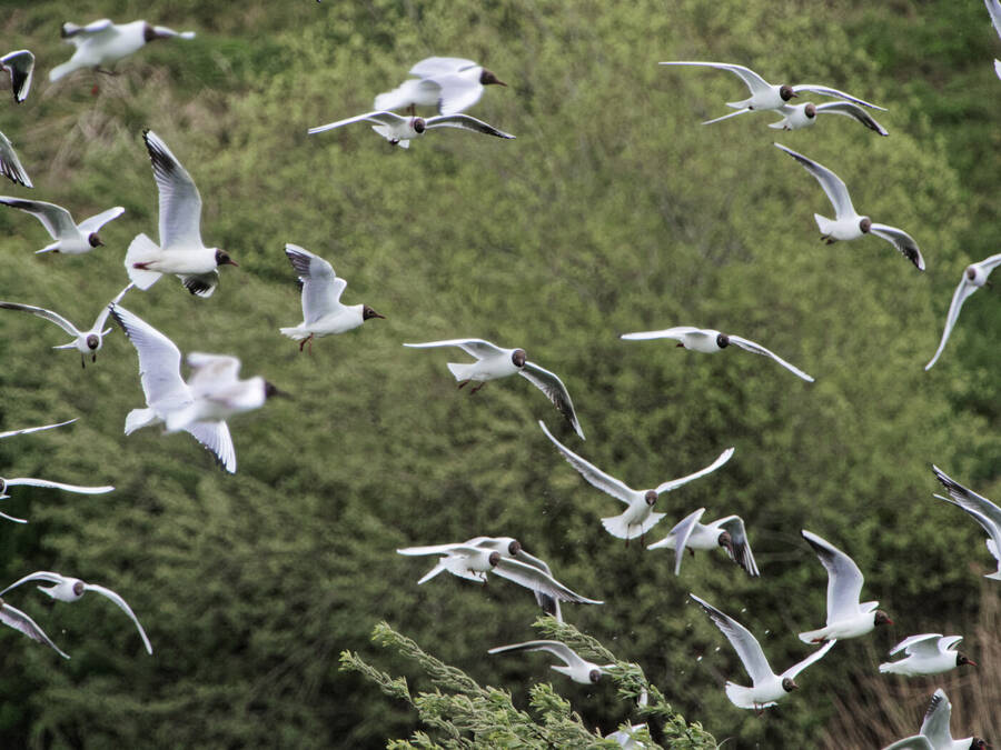 photographer Nomad wildlife  photo taken at College lake