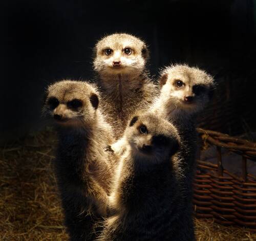 photographer swalsh58 wildlife  photo