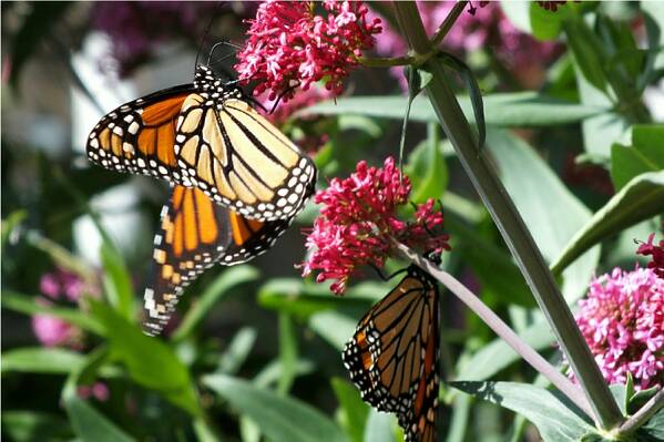 photographer Bitten by the Bug wildlife  photo