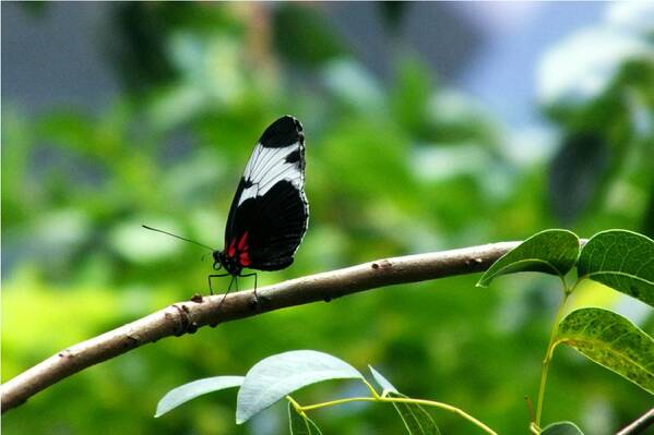 photographer Bitten by the Bug wildlife  photo