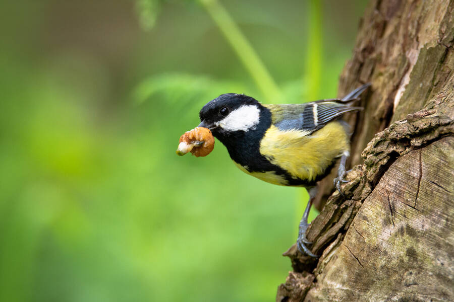 photographer Wilsonfotografie wildlife  photo taken at Shipley Country Park