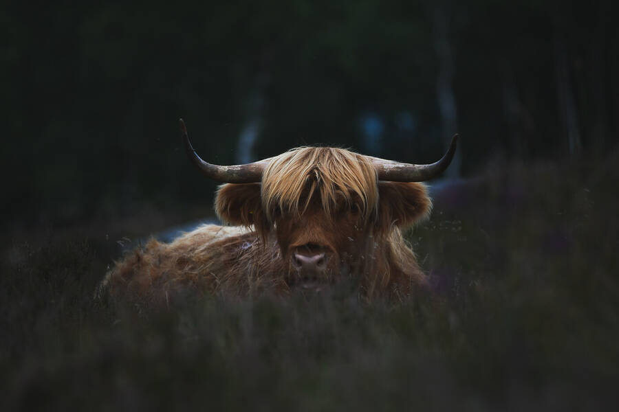 photographer Wilsonfotografie wildlife  photo