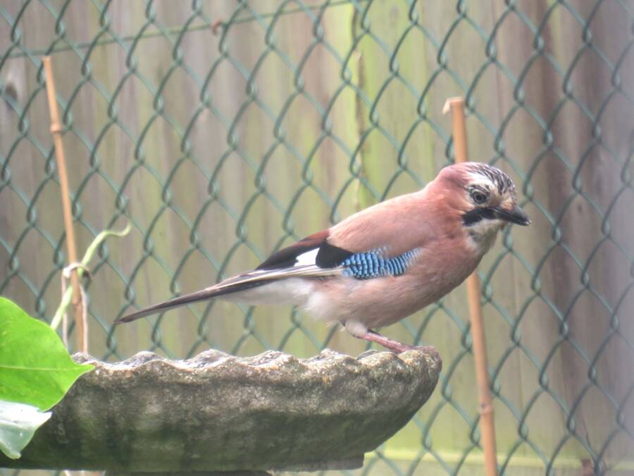 photographer clickmartin wildlife  photo