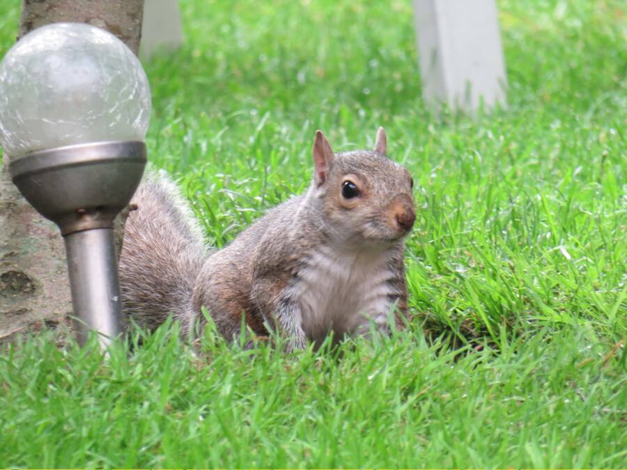 photographer clickmartin wildlife  photo