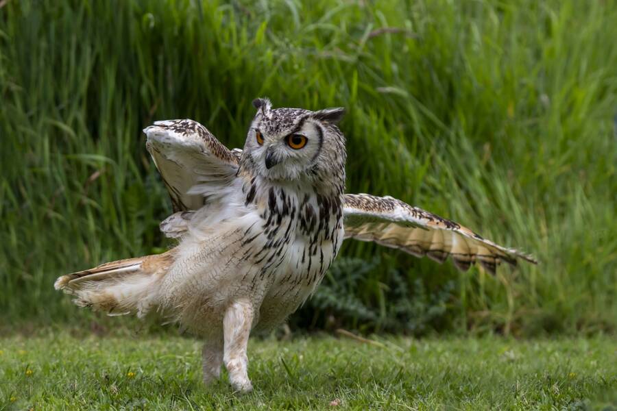 photographer The Opportunist wildlife  photo