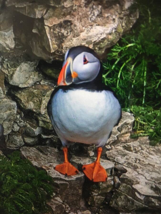 photographer aj58 wildlife  photo