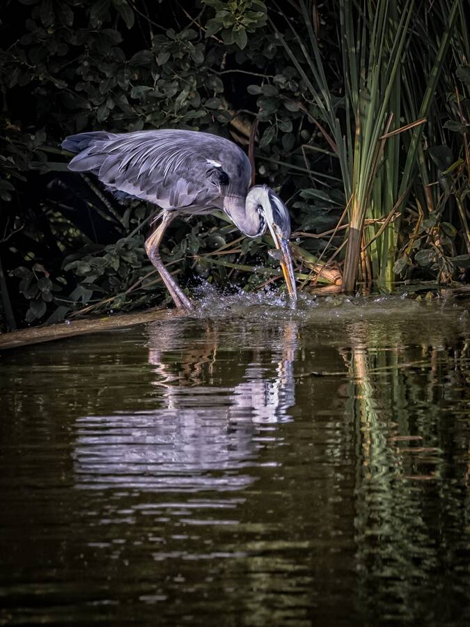 photographer Steve wildlife  photo