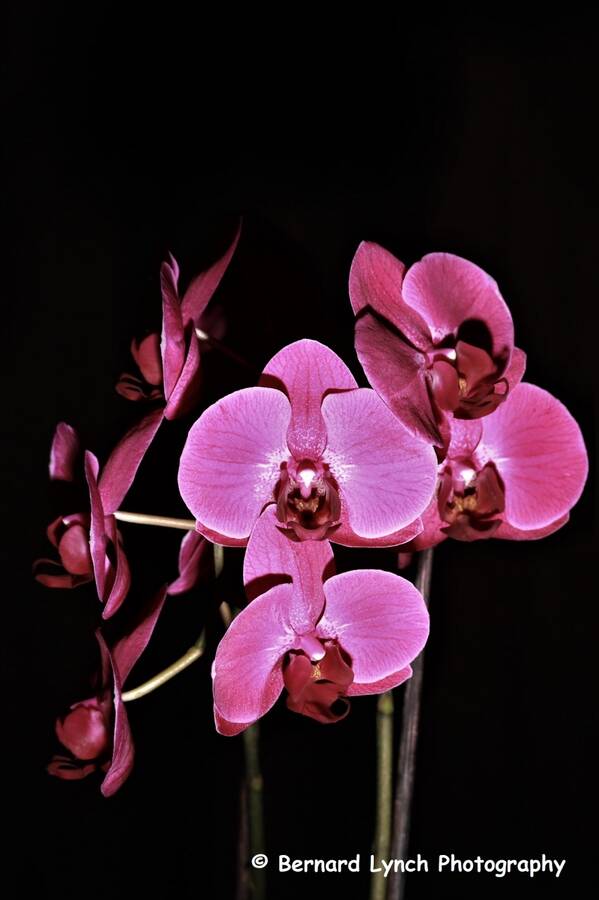 photographer Bernard Lynch fine art  photo