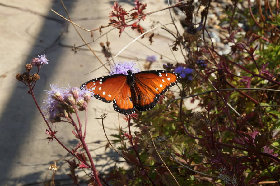 photographer Cloudy photos wildlife  photo