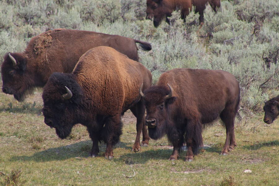photographer Cloudy photos uncategorized  photo taken at Yellowstone National park