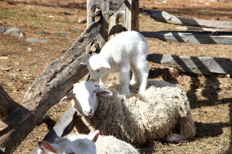 photographer Cloudy photos wildlife  photo