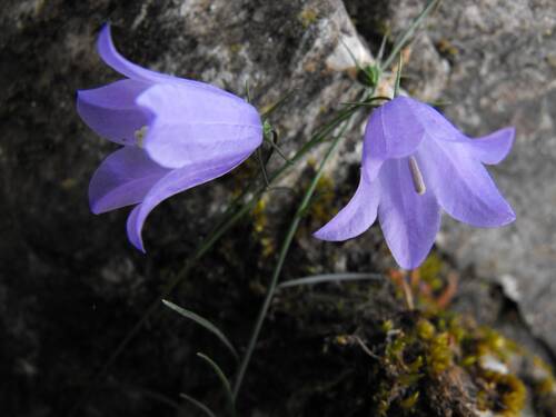 photographer SIGMASD1UK wildlife  photo