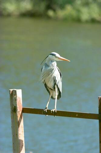 photographer SIGMASD1UK wildlife  photo