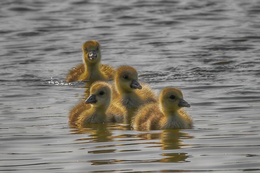 photographer The Opportunist wildlife modelling photo