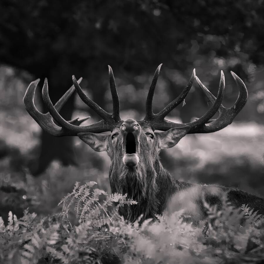 photographer Steve wildlife  photo