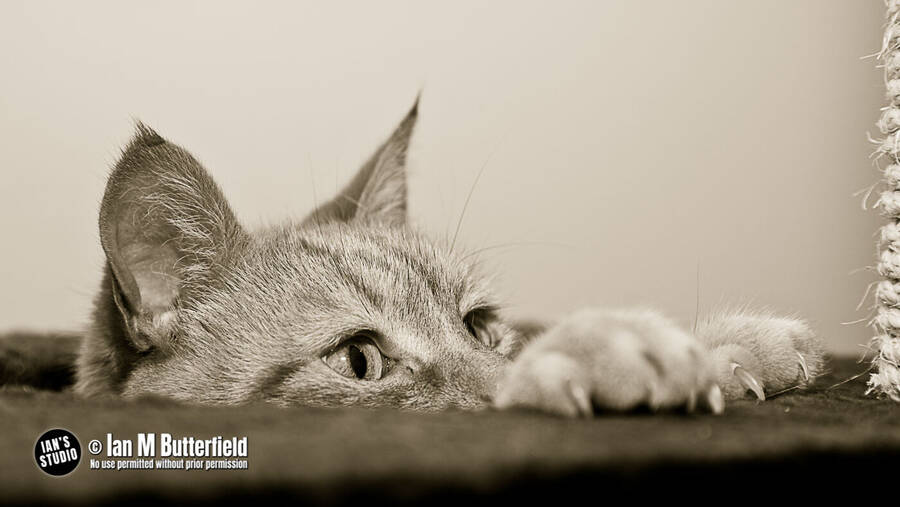 photographer ianbutty wildlife  photo