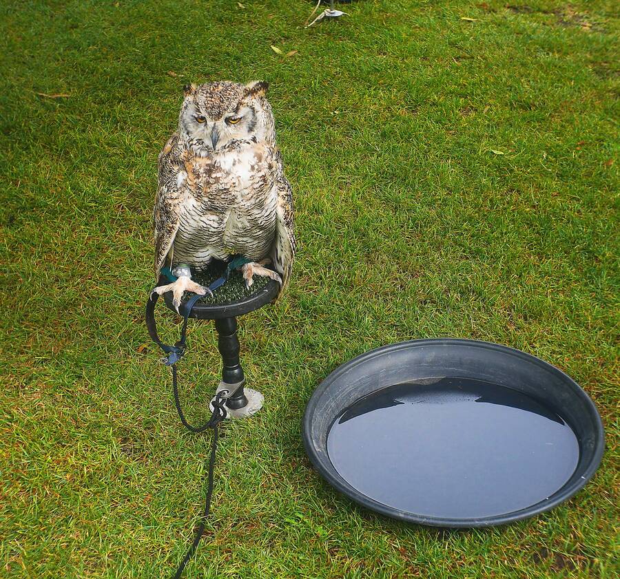 photographer Martin330 wildlife  photo