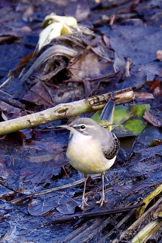 photographer Fotochawes wildlife  photo