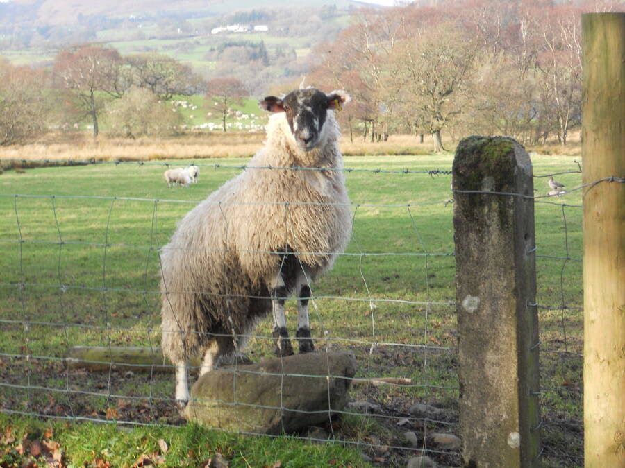 photographer Rosewood  Pix wildlife  photo