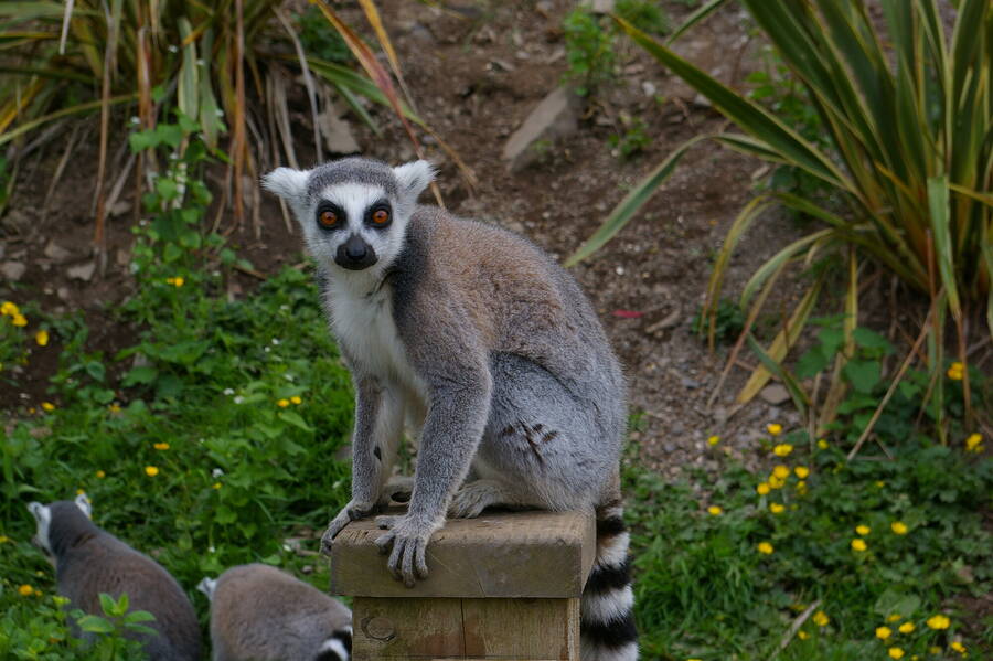 photographer pritch501 wildlife  photo