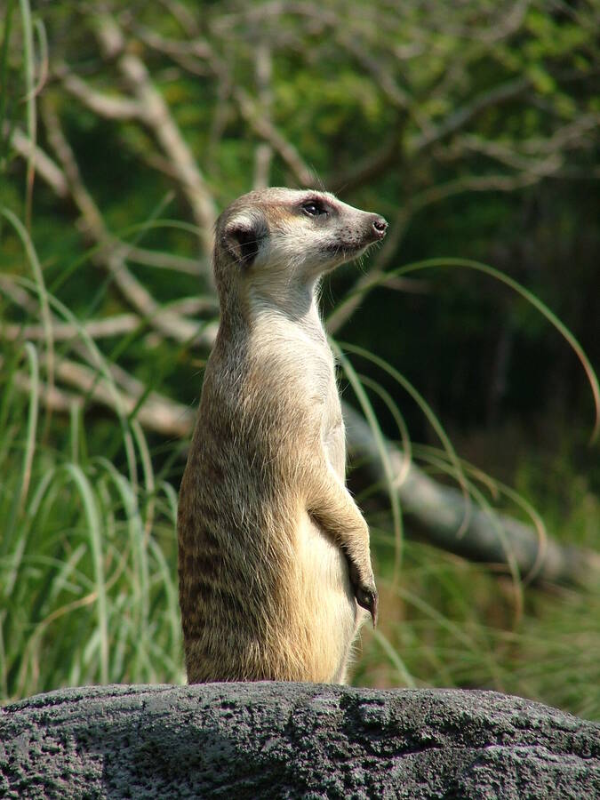 photographer pritch501 wildlife  photo