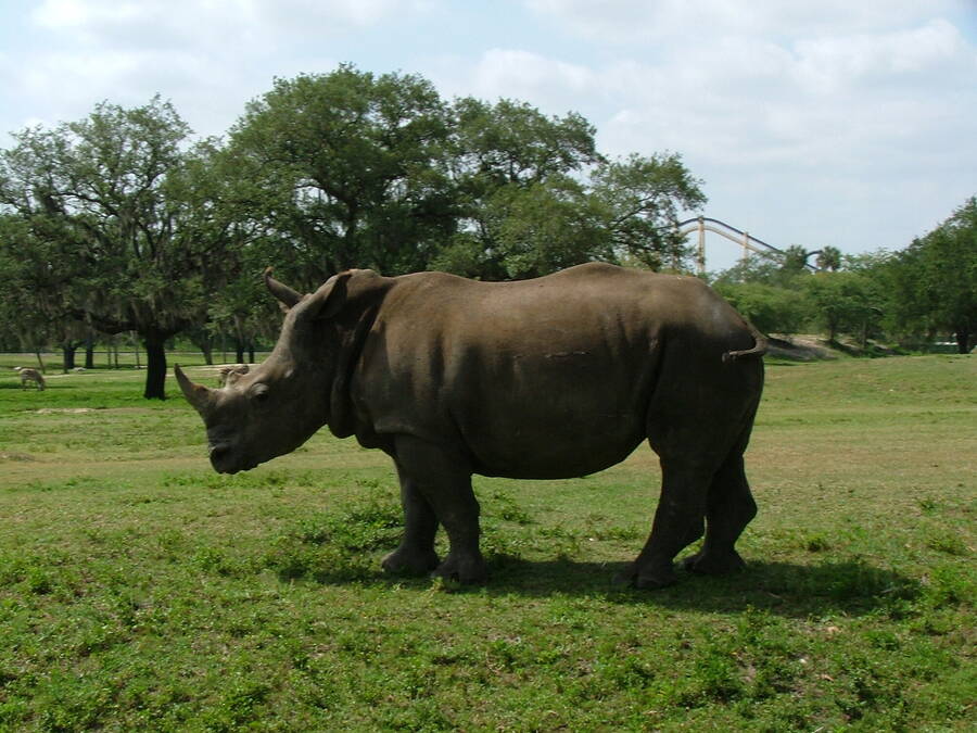 photographer pritch501 wildlife  photo