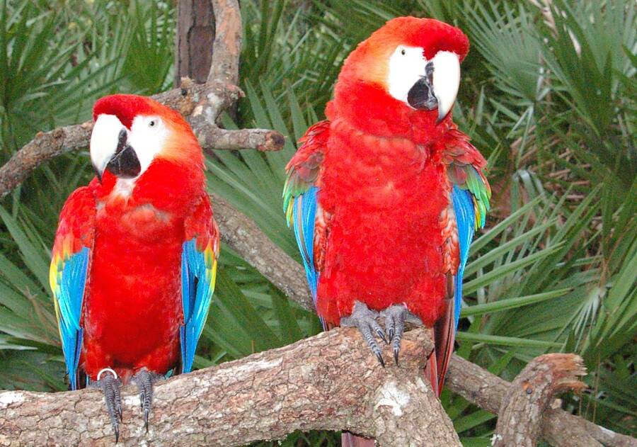 photographer pritch501 wildlife  photo